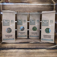 Charger l'image dans la galerie, Romarin bleu