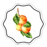 Sorbet abricot romarin